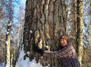 Arielle from channel simple living alaska enjoys hugging large Cottonwood trees in her spare time .